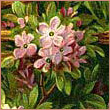 amelia11